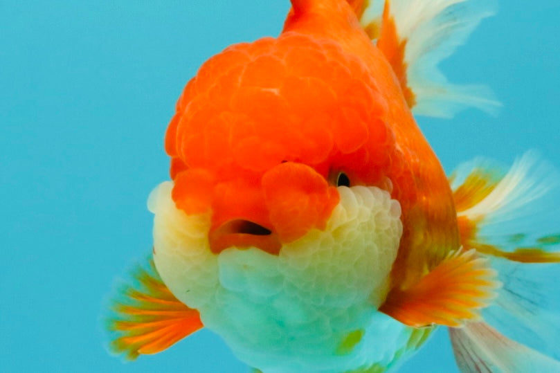 JUMBO A Grade Godzilla Red White Oranda Male 7 inches #031326OR_03