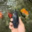 A Grade Blue Ranchu Male 5 inches #072426RC_36