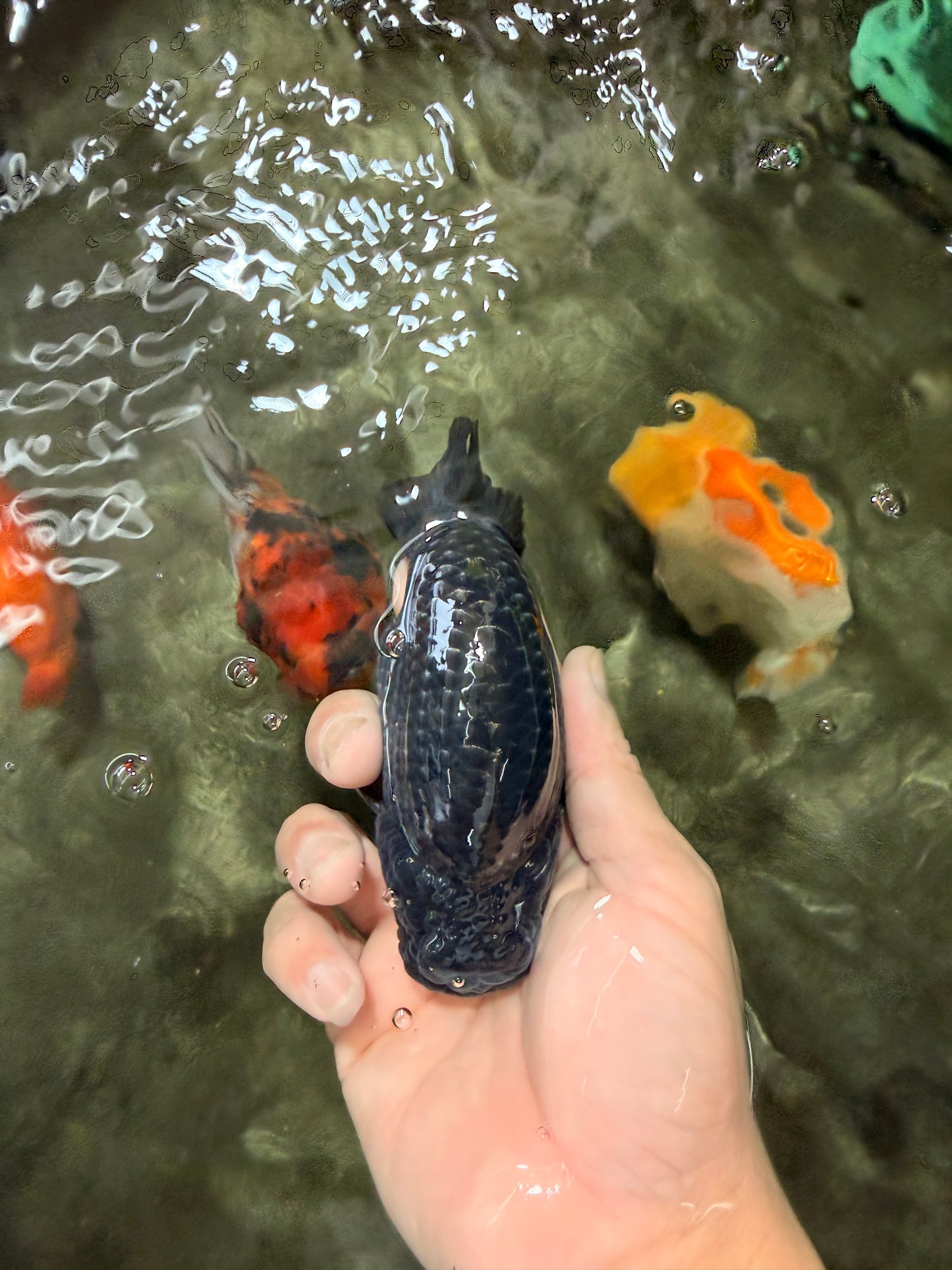 A Grade Blue Ranchu Male 5 inches #072426RC_36