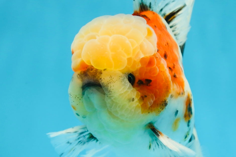 AAA Grade Godzilla Pepper Calico Oranda Male 5-5.5 inches #053025OR_27