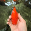 SUPER CUTE A Grade Red White LionQueen 4-4.5 inches #081426LC_16