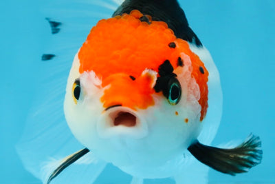 Tricolor Oranda Female 5-5.5 inches #100325OR_16