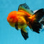 A Grade Apache Oranda Male 4.5 inches #0913OR_12