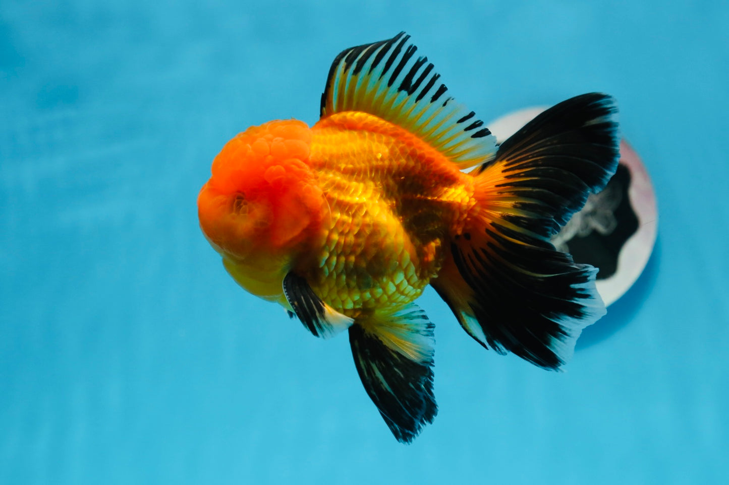 A Grade Apache Oranda Male 4.5 inches #0913OR_12