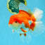 JUMBO AAA Grade Red White Oranda Female 6.5 inches #032726OR_06