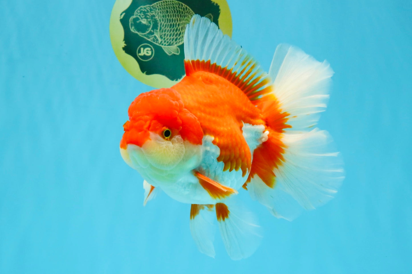 JUMBO AAA Grade Red White Oranda Female 6.5 inches #032726OR_06
