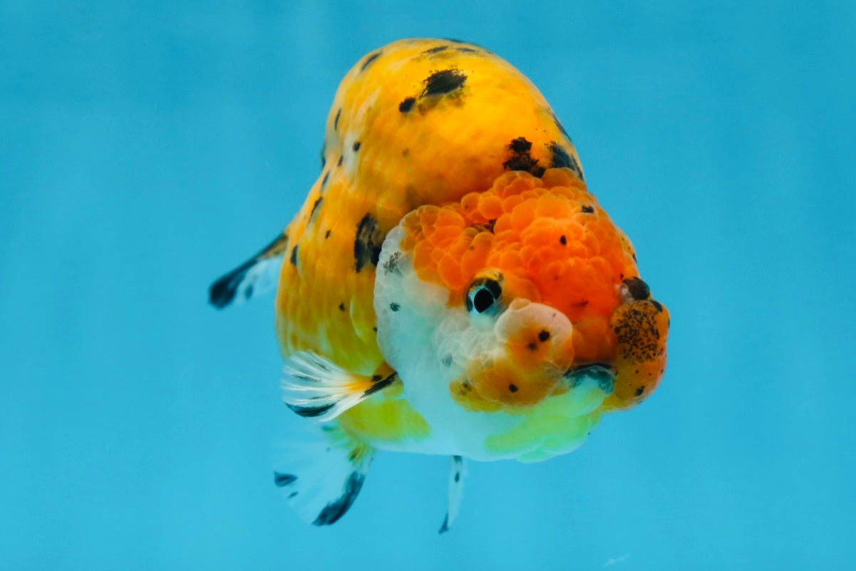 Tiger Lionchu Female 4.5 inches #062025LC_13