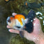 A Grade Tricolor Button Eyes Oranda Male 5-5.5 inches #080125OR_23