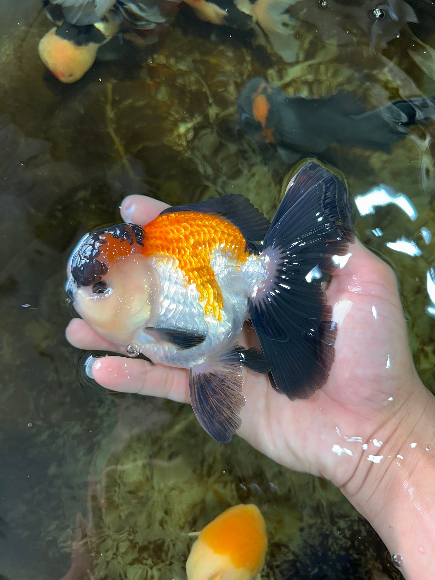 A Grade Tricolor Button Eyes Oranda Male 5-5.5 inches #080125OR_23
