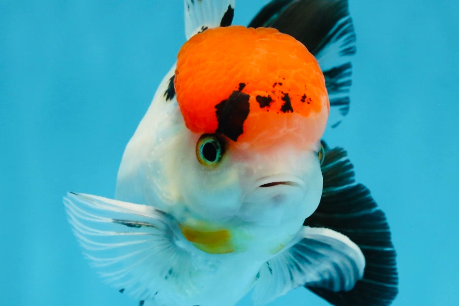 A Grade Red Head Tricolor Oranda Male 4.5 inches #053025OR_19