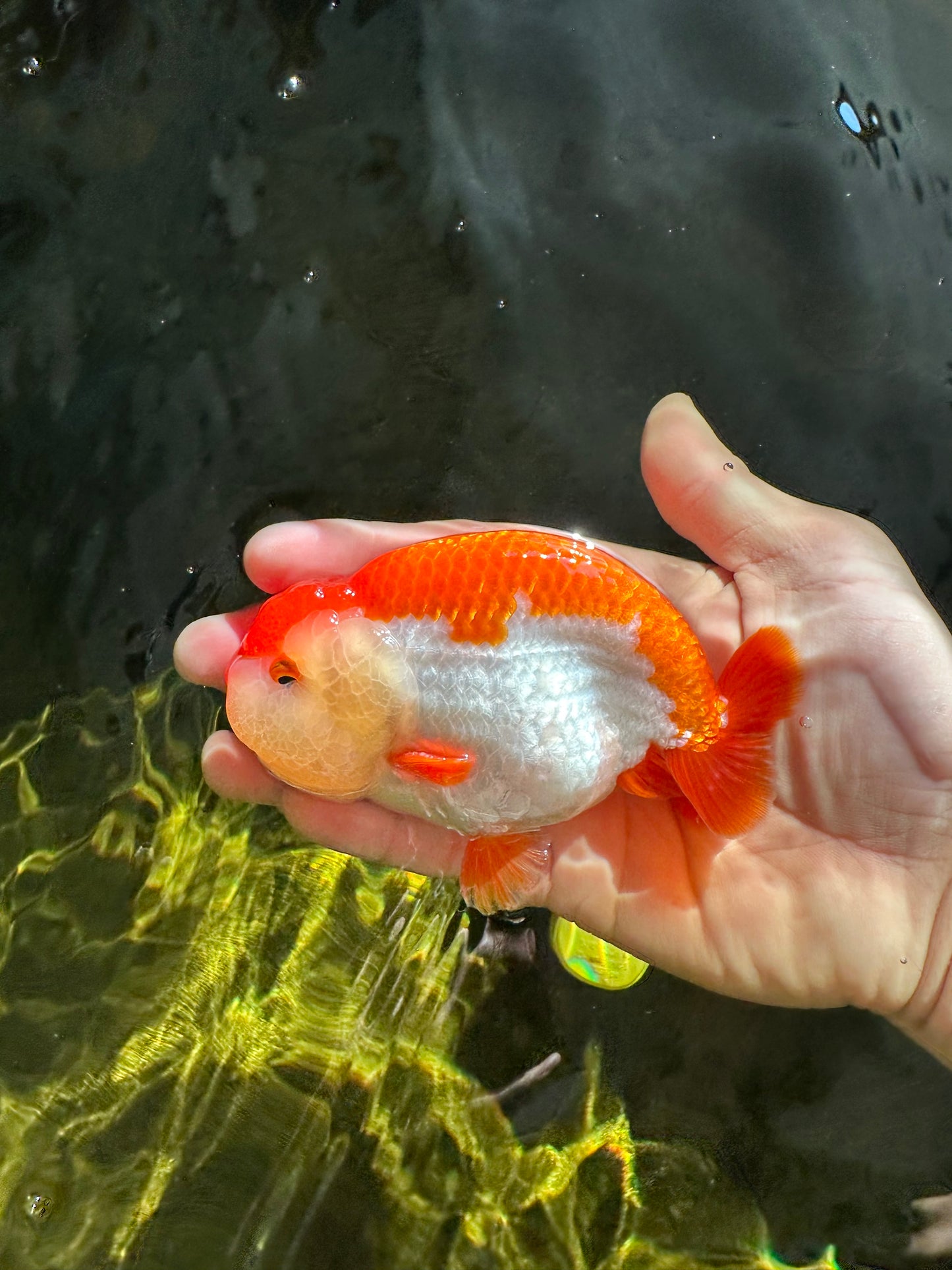 AAA Grade Red White LionKing 4.5 inches #050925LC_14