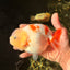 Sakura Chinese Ranchu Female 5.5 inches #022726RC_21