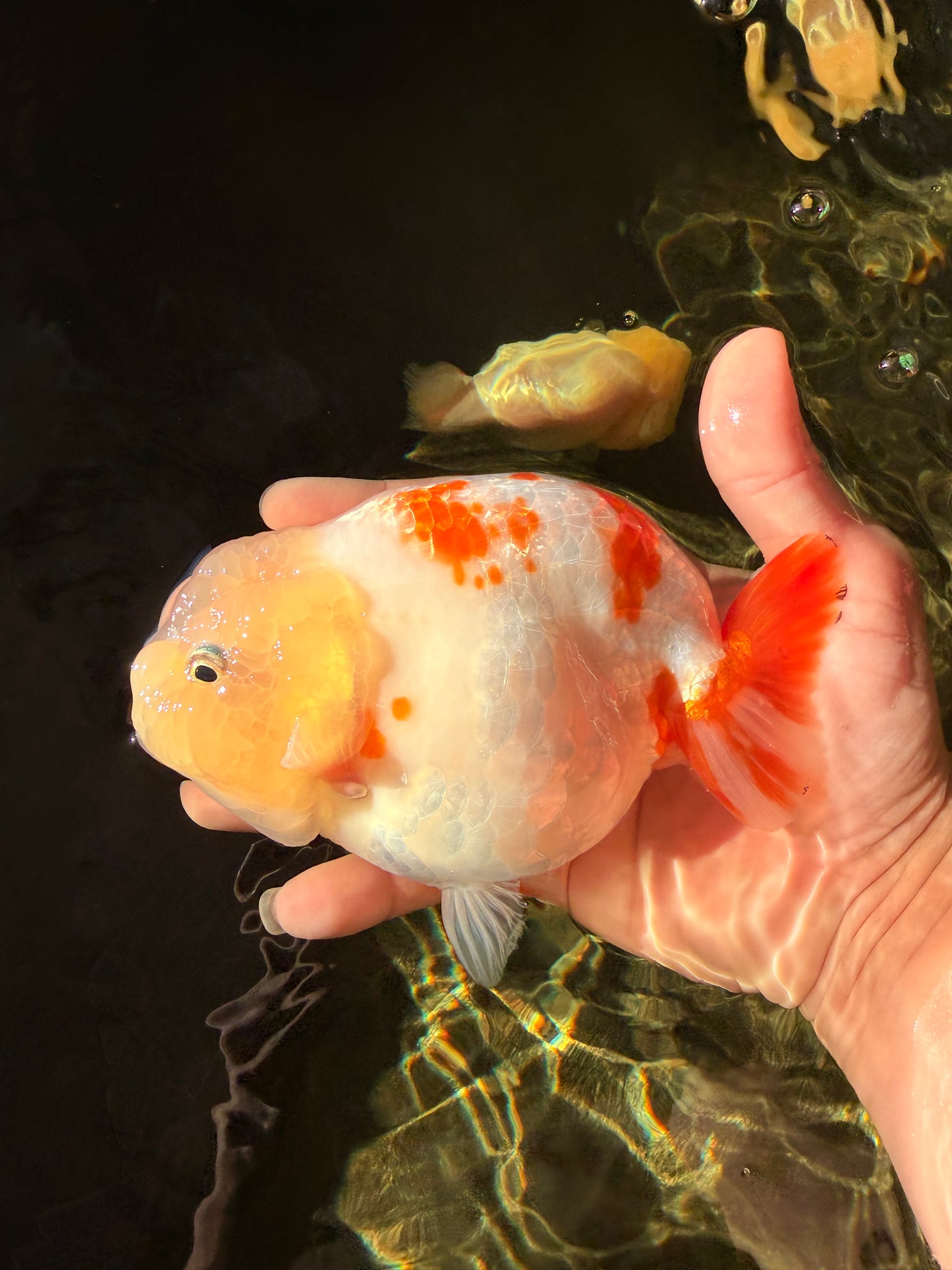 Sakura Chinese Ranchu Female 5.5 inches #022726RC_21