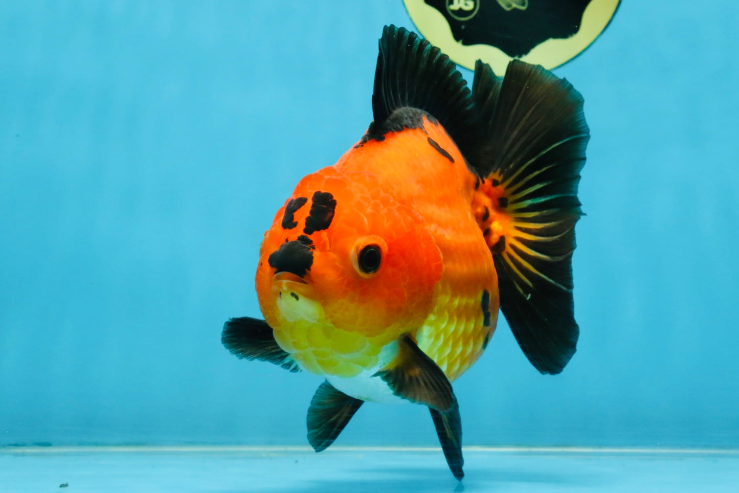 CHONKY A Grade Apache Yuanbao Female 5.5 inches #112825YB_17