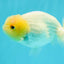 Lemonhead Lipstick Snow White Lionchu Male 4 inches #1011LC_15