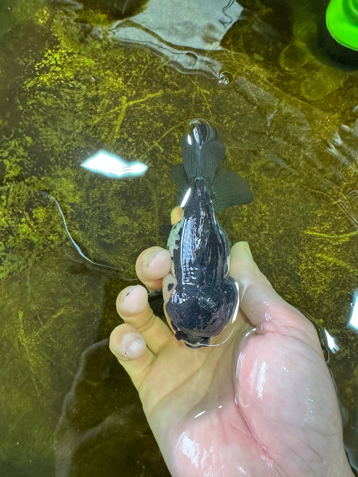 Pompom Panda Yuanbao Male 4.5 inches #072525YB_06