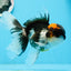 A Grade Tricolor Oranda Male 5.5 inches #0920OR_24