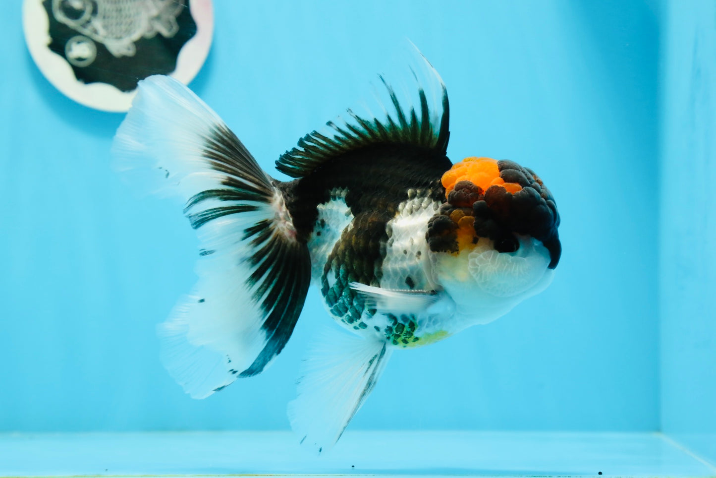 A Grade Tricolor Oranda Male 5.5 inches #0920OR_24