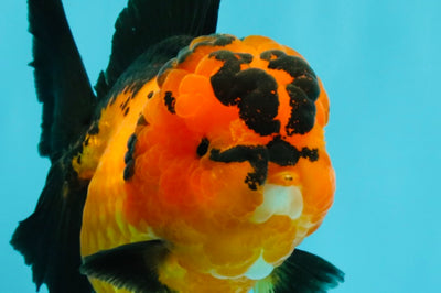 AAA Grade Apache Oranda Female 5-5.5 inches #041726OR_08