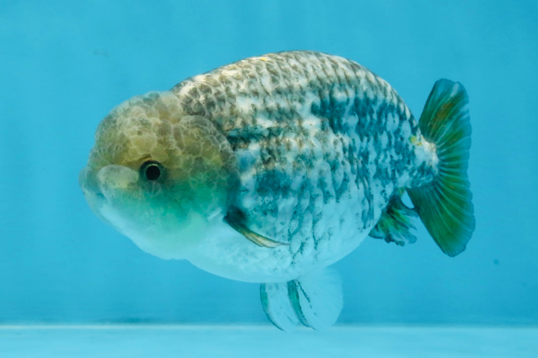 A Grade White Tiger LionKing 4.5 inches #103125LC_13