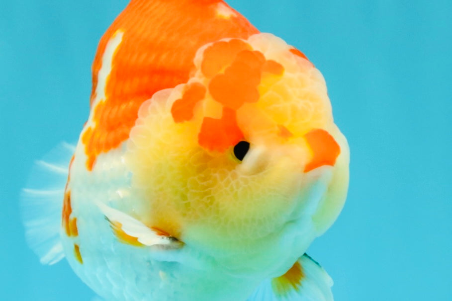 AAA Grade Godzilla Red White Yuanbao Male 5-5.5 inches #031326YB_20