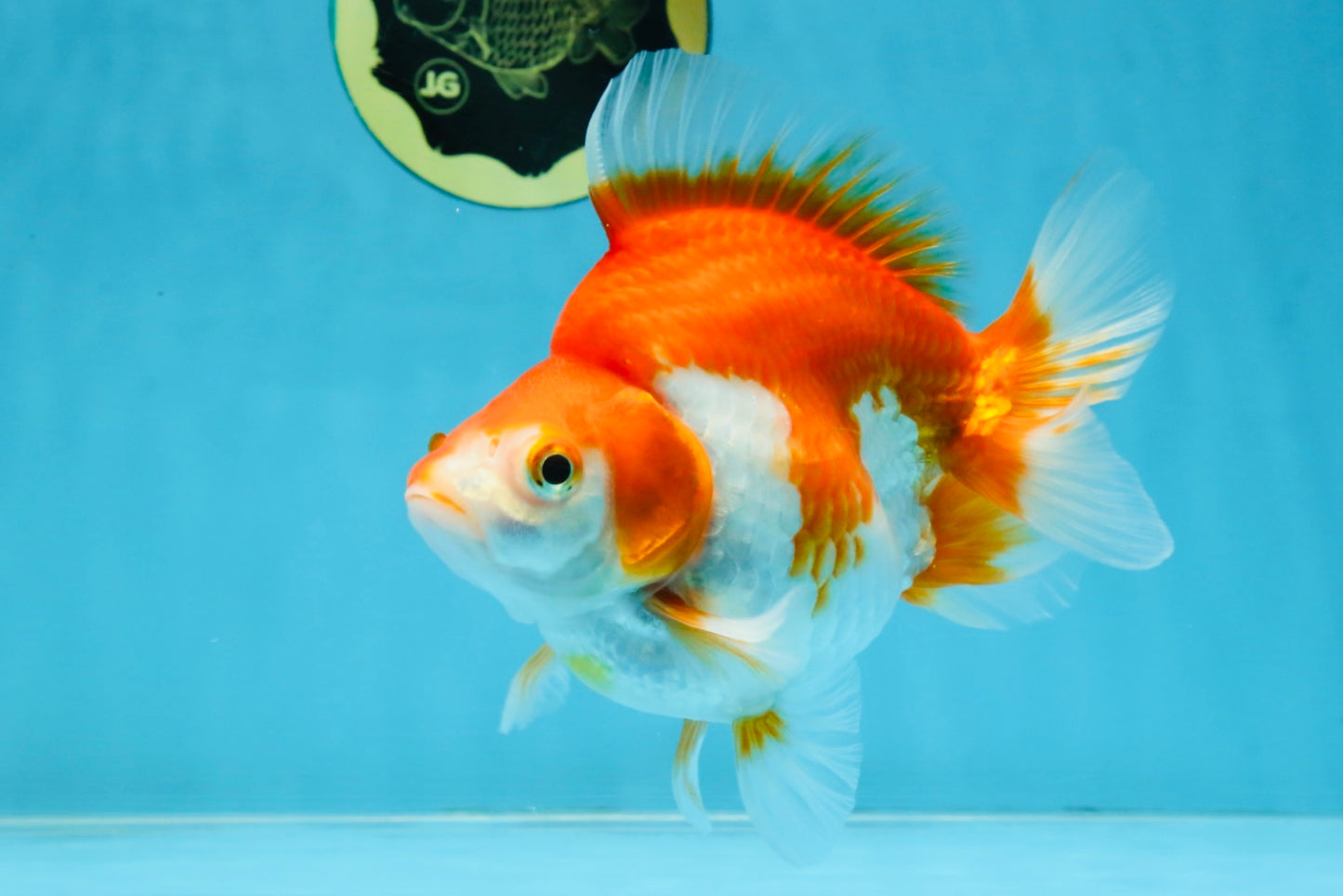 A Grade Red White Ryukin Female 5.5 inches #111425RK_08