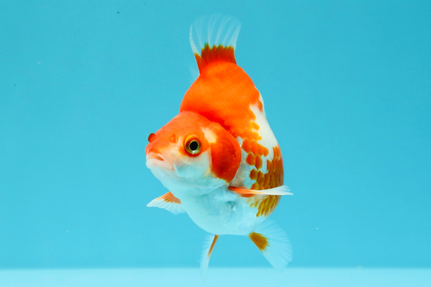 AAA Grade Red White Ryukin Male 4 inches #031326RK_30