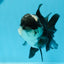 Panda Oranda Male 4.5-5 inches #0927OR_23