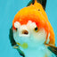 CHUBBY A Grade Apache Yuanbao Male 4.5 inches #051526YB_10