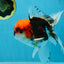A Grade Tricolor Oranda Male 5.5 inches #060625OR_19