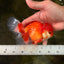 A Grade Red White Oranda Male 5-5.5 inches #091826OR_08