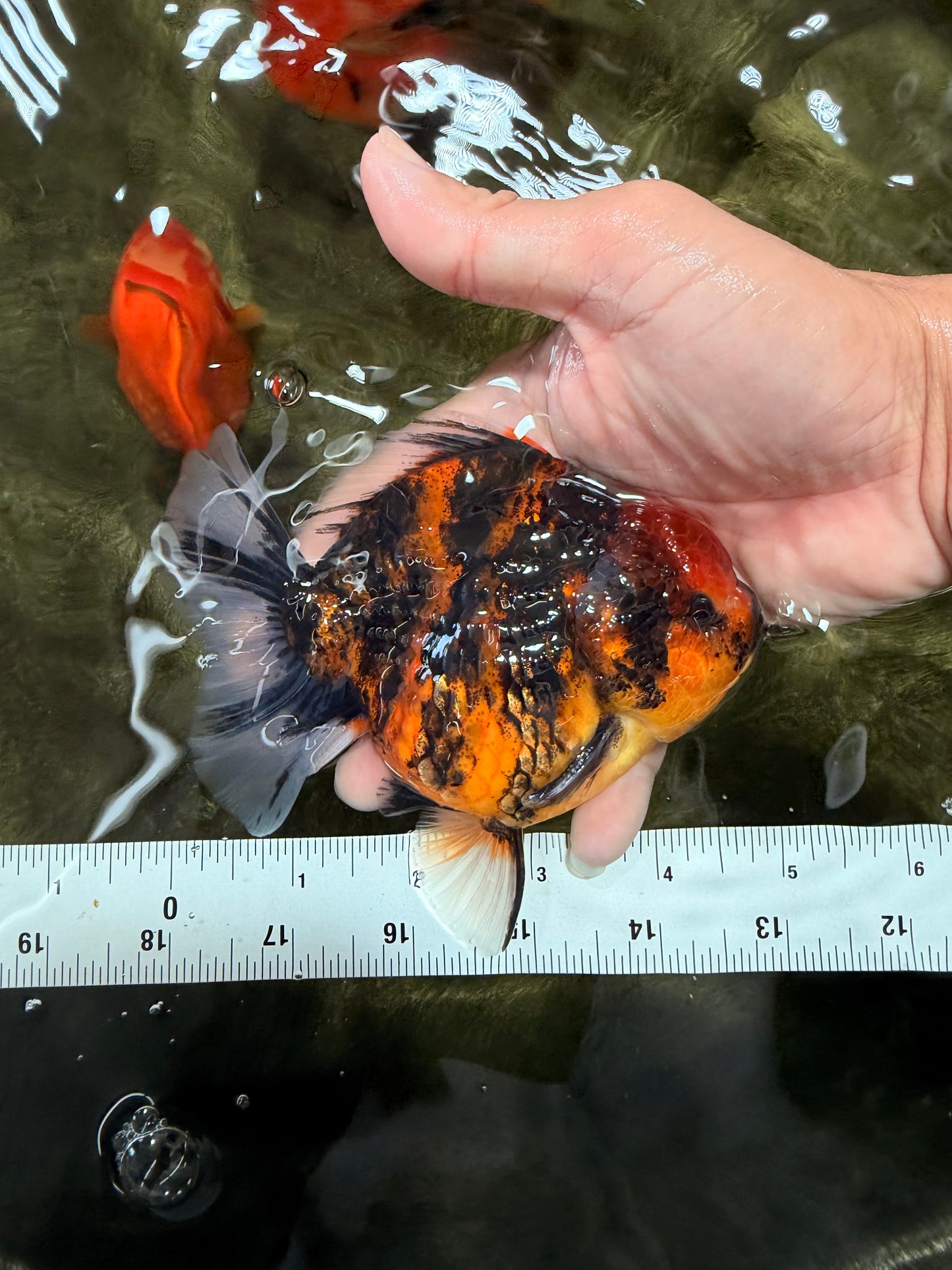 AAA Grade Tiger Yuanbao Male 4.5-5 inches #071026YB_16
