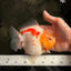 CHUBBY AAA Grade Red White Yuanbao Female 5-5.5 inches #061926YB_32