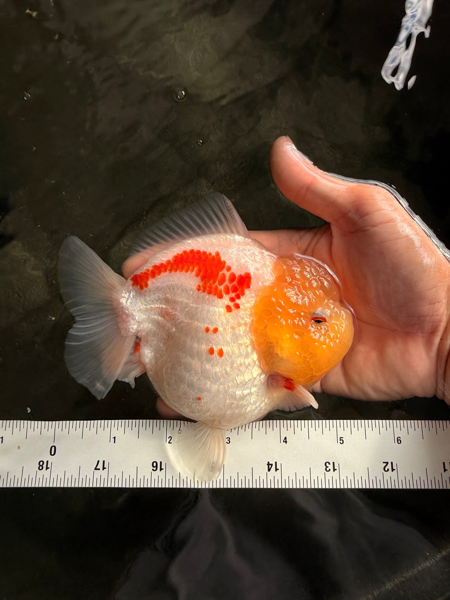 CHUBBY AAA Grade Red White Yuanbao Female 5-5.5 inches #061926YB_32