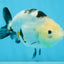 A Grade Calico Chinese Ranchu Female 4.5-5 inches #112125RC_16