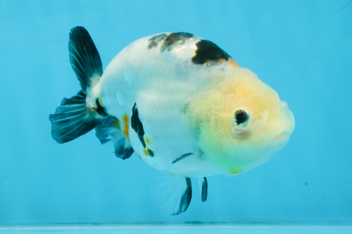 A Grade Calico Chinese Ranchu Female 4.5-5 inches #112125RC_16