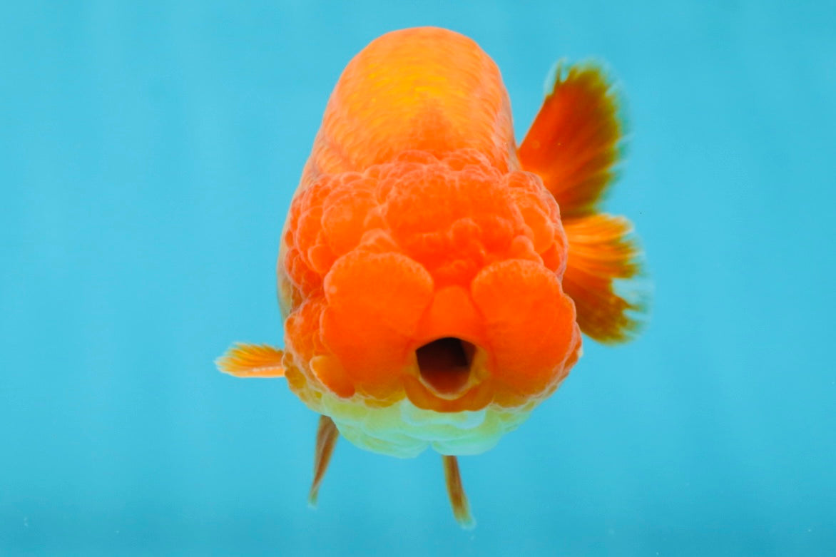 AAA Grade Solid Red LionKing 4.5  inches #052325LC_21