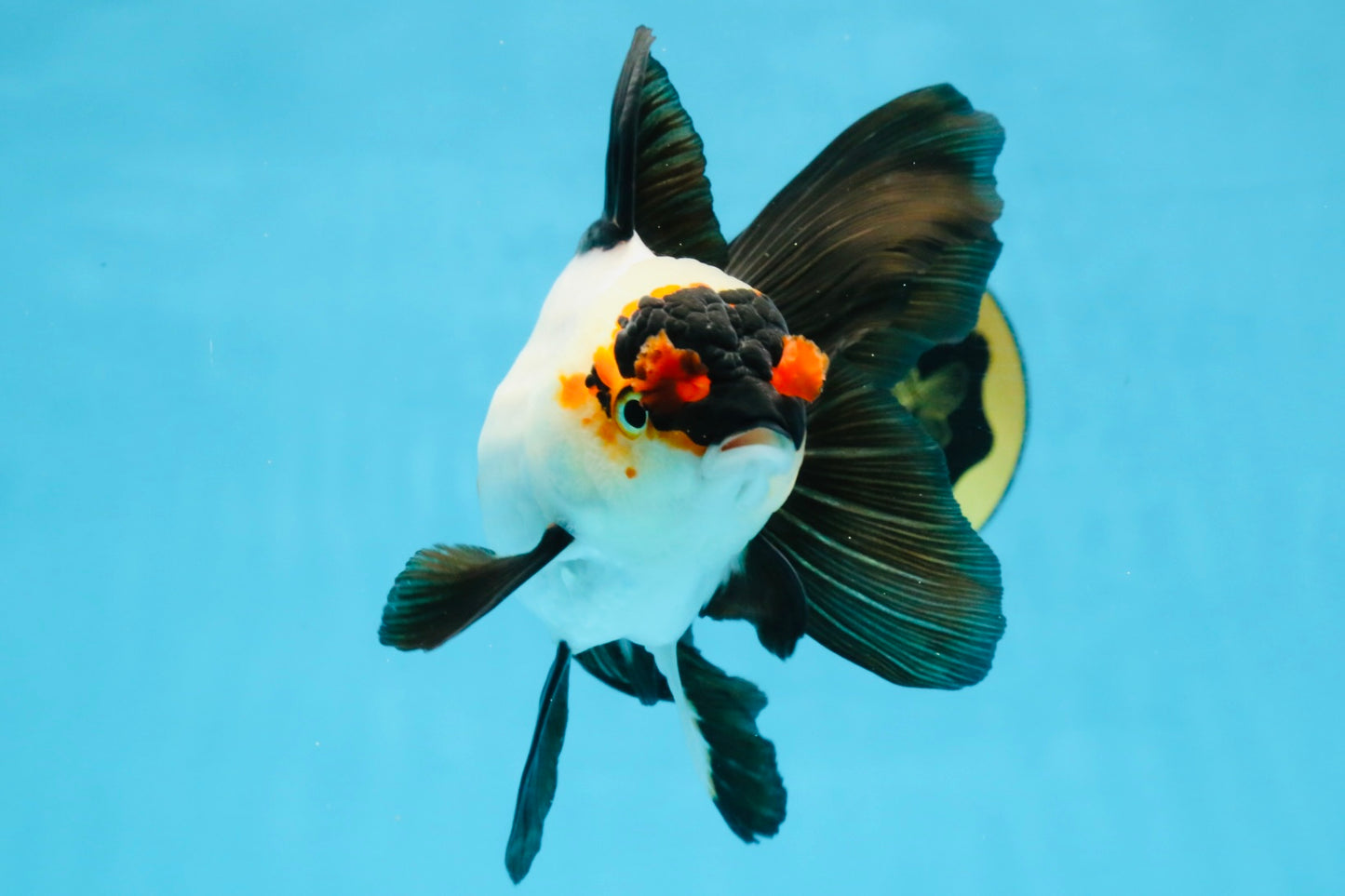 Little Pompom Tricolor Oranda Female 5.5 inches #111425OR_16