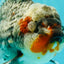 AAA Grade Calico Kirin Oranda Female 6.5 inches #100226OR_33