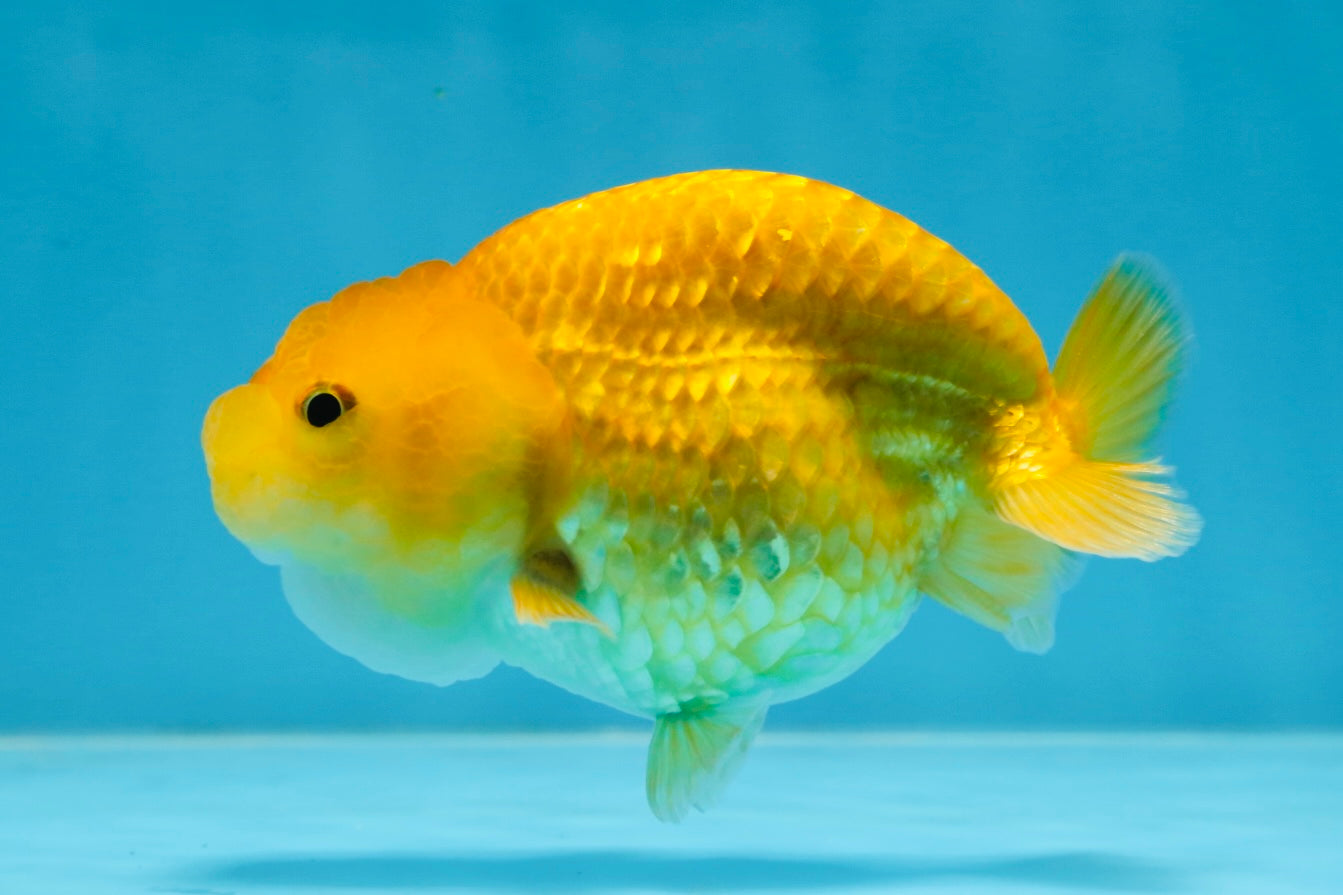 Cheese LionChu Female 4 inches #070425LC_14