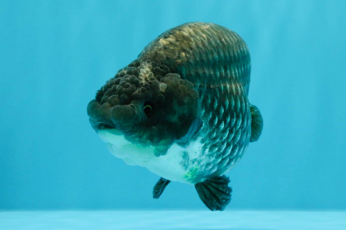 A Grade Blue Chinese Ranchu Female 5 inches #022726RC_22