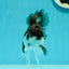 Panda Oranda Male 4 inches #110124OR_14