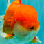 AAA Grade Super Red White Oranda Male 7.5-8 inches #061926OR_03