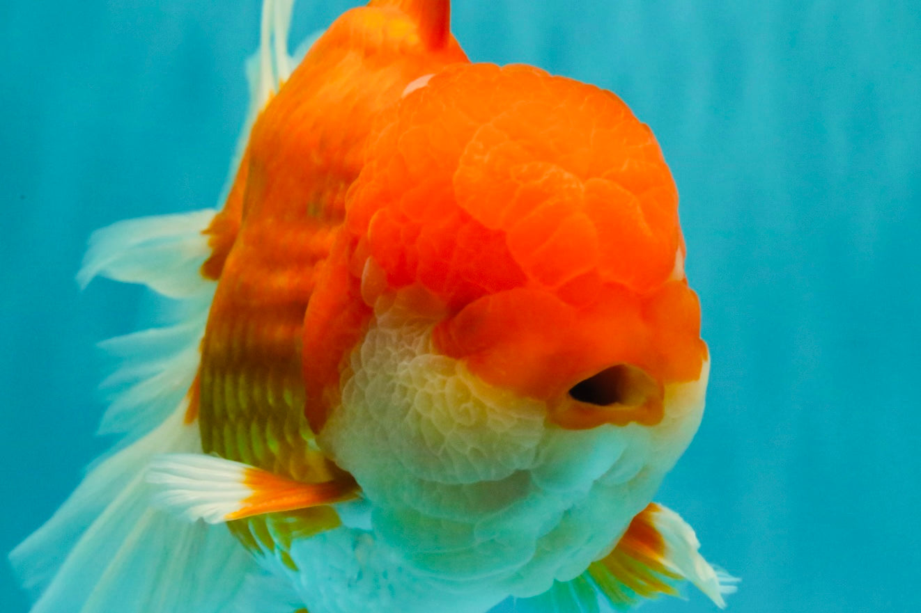 AAA Grade Super Red White Oranda Male 7.5-8 inches #061926OR_03