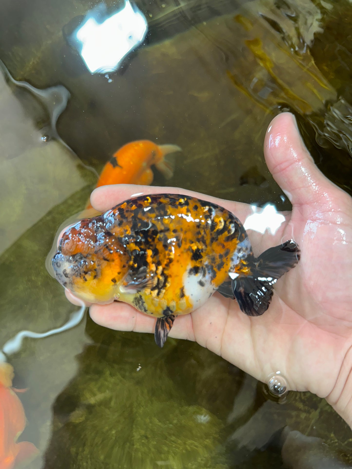 A Grade Speckle Beastie Calico Tiger LionKing 4.5-5 inches #062025LC_02