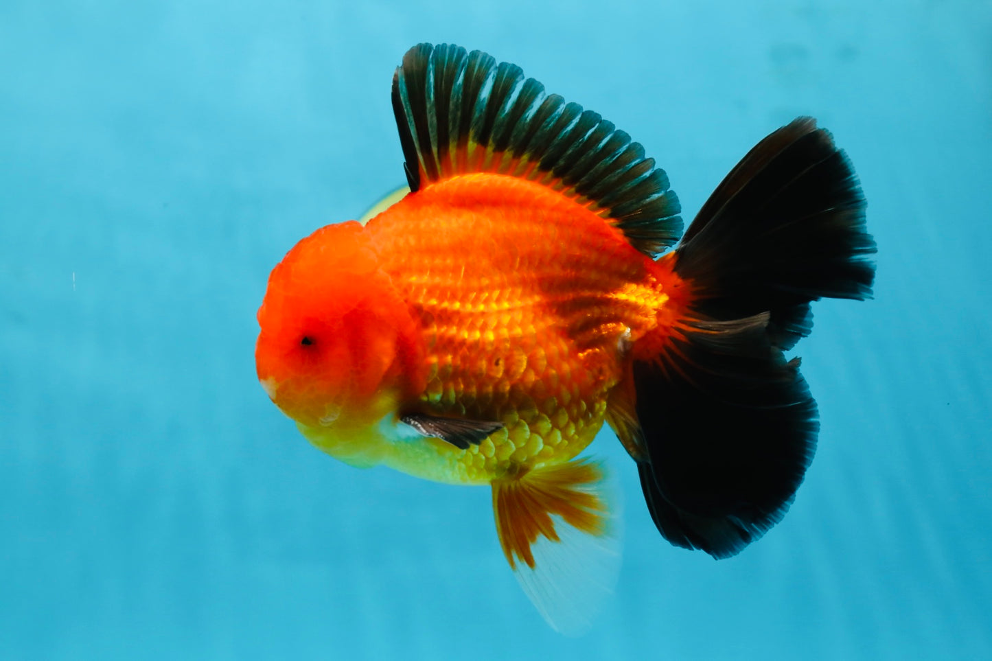 AAA Grade Godzilla Apache Oranda Male 5.5 inches #052325OR_01