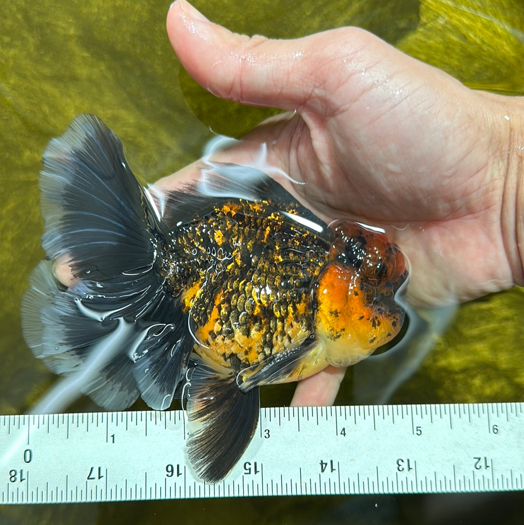 AAA Grade Apache Monster Tiger Rose Tail Oranda Male 5 inches #1201OR_11