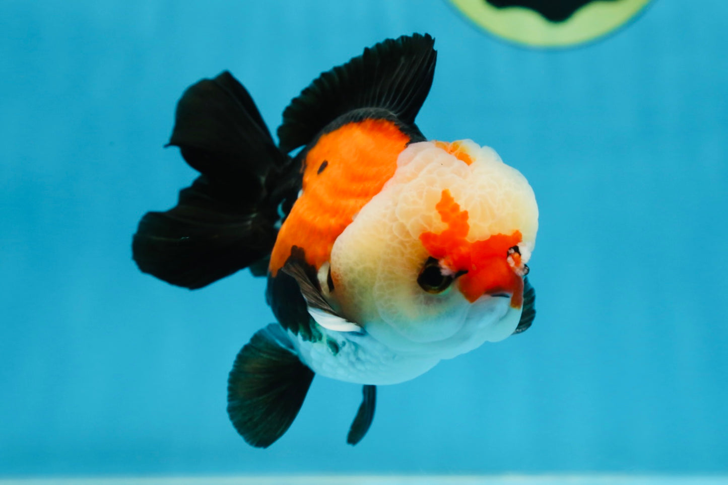 A Grade Adorable Pompom Tricolor Yuanbao Male 4-4.5 inches #071125YB_19