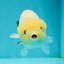 Cute face Lemonhead Lionchu Male 4-4.5 inches #1011LC_17