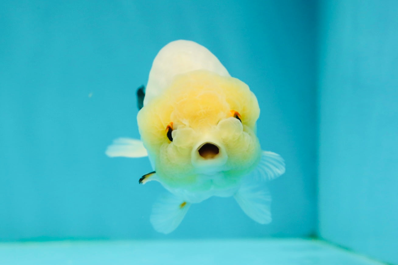 Cute face Lemonhead Lionchu Male 4-4.5 inches #1011LC_17